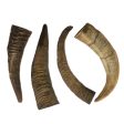 Goat Horn For Sale