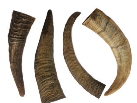 Goat Horn For Sale