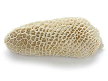 Honeycomb Tripe | $17.99kg Discount