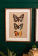 Set Of Two Framed Butterfly Prints Under Glass Fashion