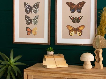 Set Of Two Framed Butterfly Prints Under Glass Fashion